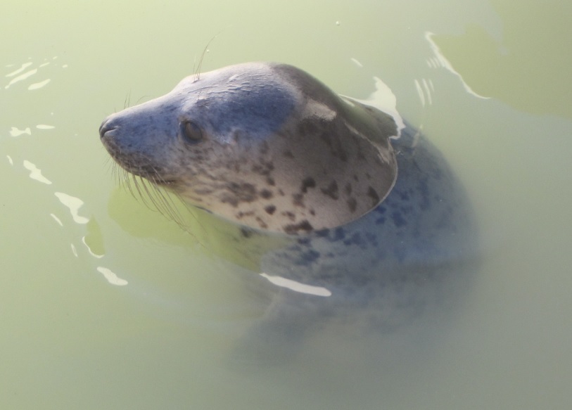 Seehund im Ecomare auf Texel