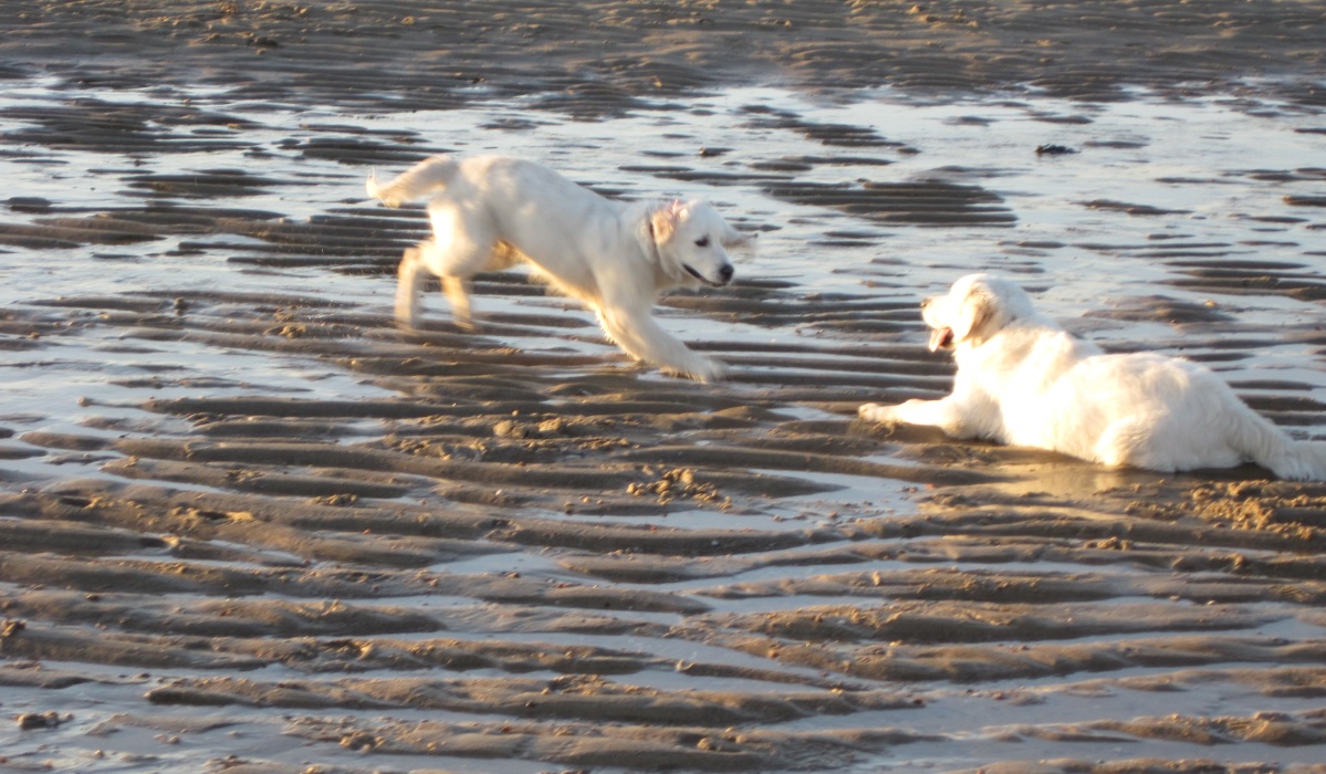 Hunde am Strand der Nordsee